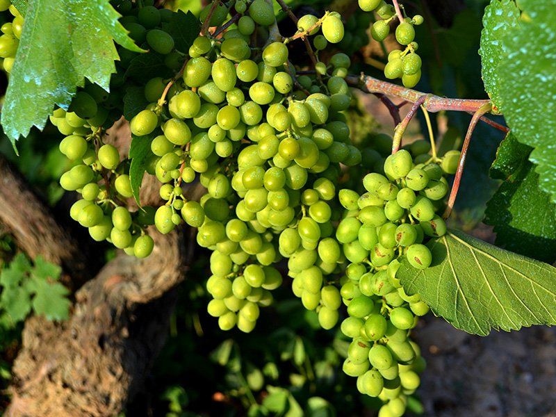 Hotel Domo Vilafranca del Penedès Eksteriør billede